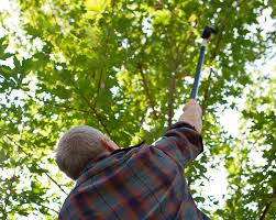 Be a Good Neighbor: Keep Trees Properly Trimmed